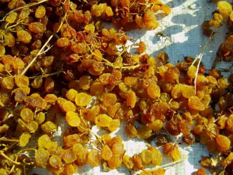 تصویر 4 از کشمش طلایی اراک مناسب مصرف و فرآوری غذایی